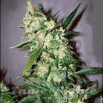 SEEDSMAN - Early Skunk