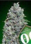 00 SEEDS BANK - Auto Afghan Mass XXL