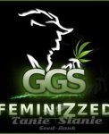Grzech Grow Seeds - Ambrosia x Guerilla Gold