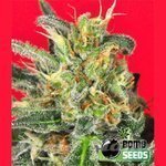 BOMB SEEDS - Cluster Bomb