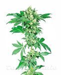 SENSI SEEDS - Afghani #1