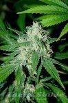 ADVANCED SEEDS - Haze Mist