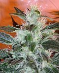 ! Lowryder#2 Auto