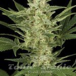 AMARANTA SEEDS - Birrie Jack Auto