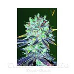 Victory Seeds - Original Blueberry
