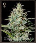 STRAIN HUNTERS - White Lemon
