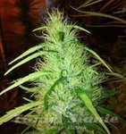 CBD Seeds - Mexican Haze
