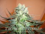 KC BRAINS - Mango