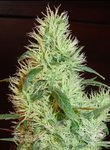 FANTASEEDS - White Widow