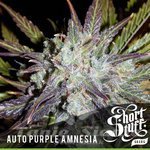 SHORT STUFF SEEDBANK - Auto Purple Amnesia