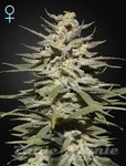 GREEN HOUSE SEEDS - The Church CBD