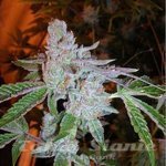 THE CALI CONNECION - Buddha Tahoe OG