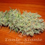 VULKANIA SEEDS - White Line Pack #02