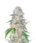 FASTBUDS - Blue Dream Matic Auto
