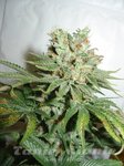 FANTASEEDS - Blue Haze