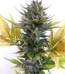 FLASH SEEDS - Jet 47 Auto