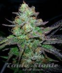 ! Candy Kush Express (Fast Version)