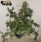 FLASH SEEDS - Russian Haze Auto