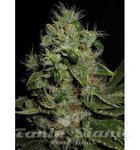 SEEDSMAN - Chem Bubbly Auto