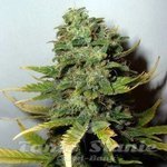 NIRVANA - Super Skunk