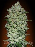 ADVANCED SEEDS - Automatik Collection #1