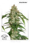 DUTCH PASSION - CBD Auto White Widow®