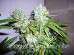 ! Super Skunk
