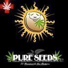 PURE SEEDS - Collector Auto