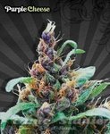 AUTO SEEDS - Purple Stilton