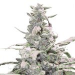 ! Creamatic Auto