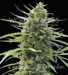 WORLD OF SEEDS - Kilimanjaro