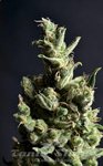 CBD Seeds - Amnesia