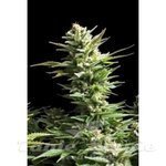 Biological Seeds - AMNESIA