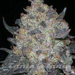 THE CALI CONNECION - Black Water