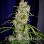 CANNABIOGEN - Destroyer