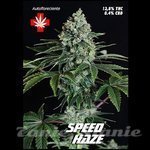 PURE SEEDS - Speed Haze