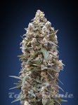 00 SEEDS BANK - 00 Kush