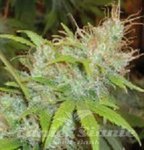 FANTASEEDS - Orange Delight