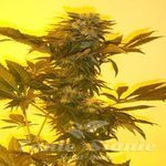 KETAMA SEEDS - Critical Herer