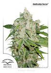 DUTCH PASSION - Auto Brooklyn Sunrise