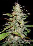 CBD Seeds - Auto Lavender