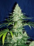 KC BRAINS - Sweet Dreams