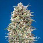00 SEEDS BANK - California Kush