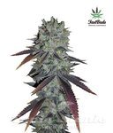 FASTBUDS - Fastberry
