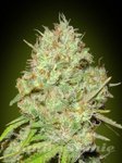 ADVANCED SEEDS - Shark Widow