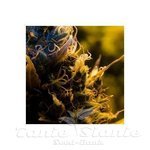 Biological Seeds - Auto Bio Lime
