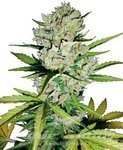 ! Super Skunk Auto
