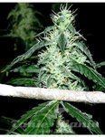 SOMA SEEDS - Hash Heaven