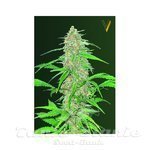 Victory Seeds - AK-47V