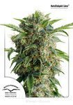 DUTCH PASSION - Auto Daiquiri Lime